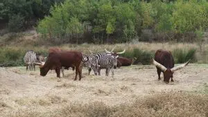 Réserve Africaine de Sigean dans l'Aude Réserve Africaine de Sigean dans l'Aude